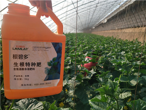 根碧多，菌劑，安碧解