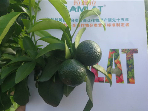 菌劑，水溶肥，