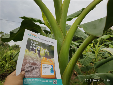 葉面肥，微生物菌劑，硼肥，水溶肥
