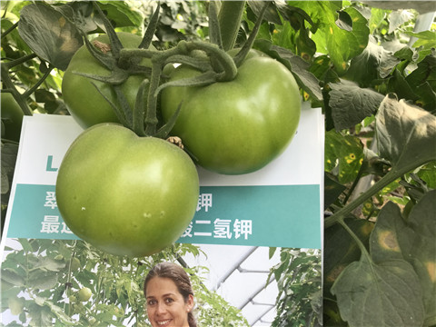 沖施肥，鈣肥