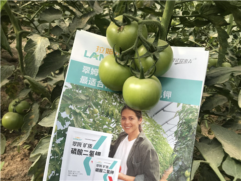 沖施肥，鈣肥