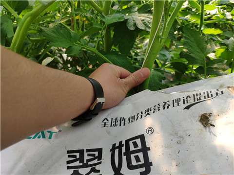 菌劑，拉姆拉