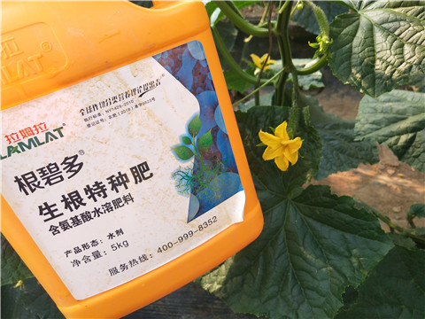 拉姆拉，根碧多，微生物菌劑