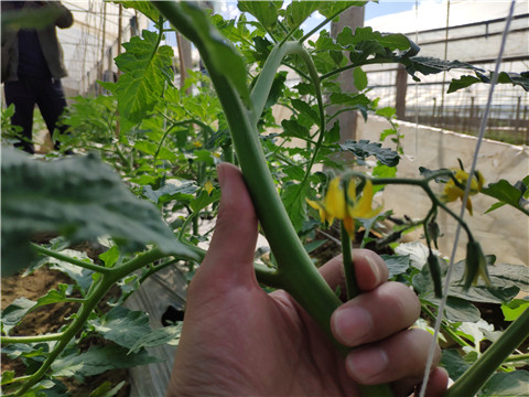 微生物菌劑 ，拉姆拉翠姆