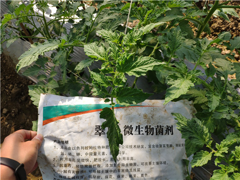 微生物菌劑 ，拉姆拉翠姆