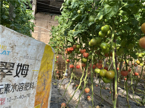 菌劑，水溶肥