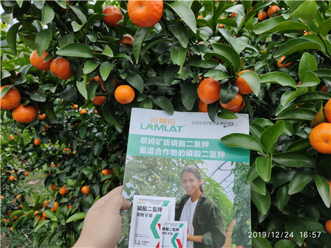 磷酸二氫鉀，葉面肥