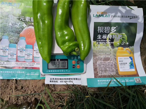 根碧多，拉姆拉