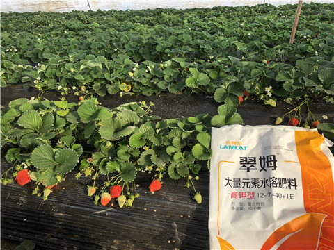 水溶肥，葉面肥，根碧多