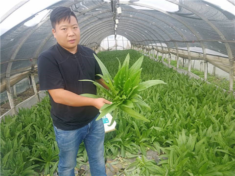 水溶肥，生根劑
