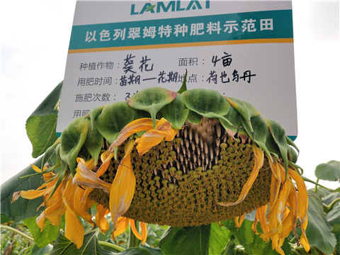 微生物菌劑，根碧多
