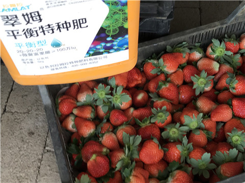沖施肥，磷酸二氫鉀