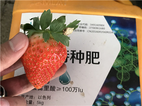 沖施肥，磷酸二氫鉀