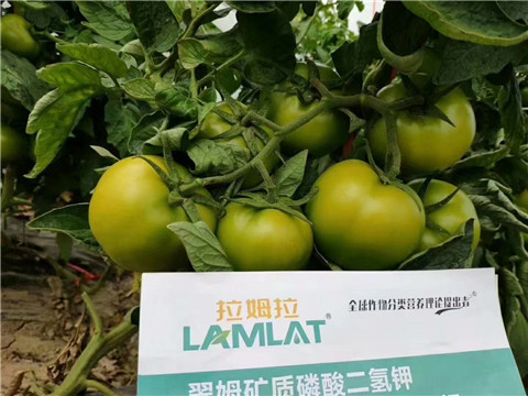 磷酸二氫鉀，鈣肥，水溶肥