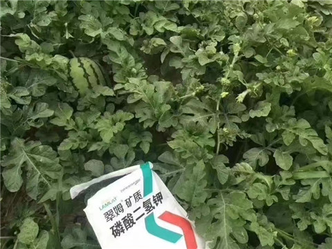 磷酸二氫鉀，硼肥，沖施肥