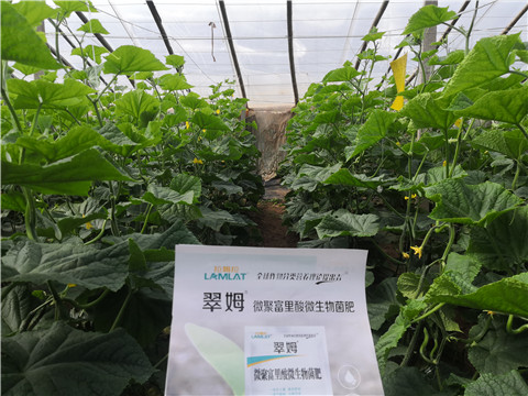 微生物菌劑，拉姆拉