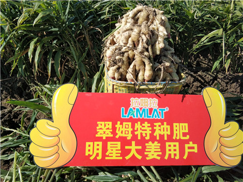 微生物菌劑，拉姆拉