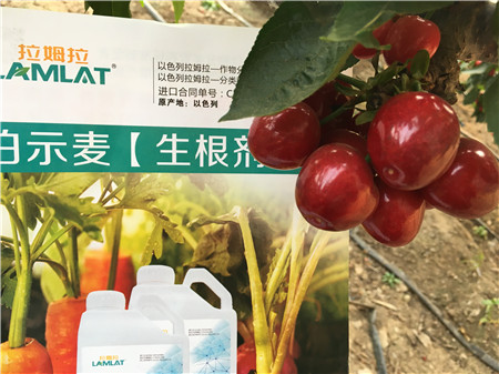 生根劑，微生物菌劑，拉姆拉，伯示麥