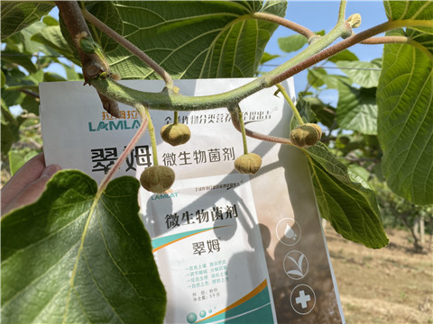 微生物菌劑，拉姆拉