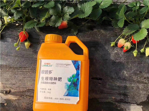 根碧多，微生物菌劑，拉姆拉