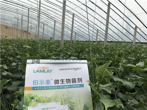 微生物菌劑，生根劑，拉姆拉