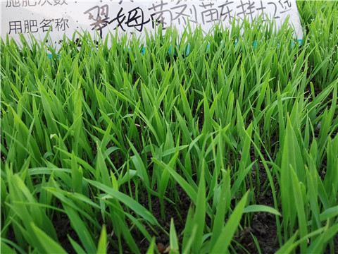 微生物菌劑，拉姆拉