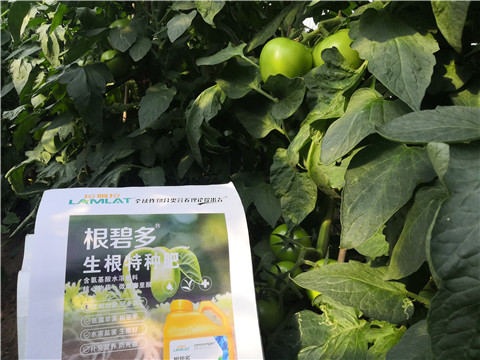 根碧多，拉姆拉