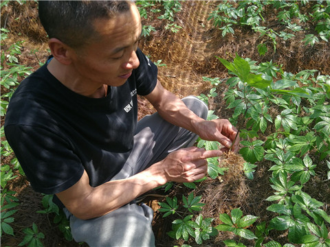微生物菌劑，翠姆，拉姆拉