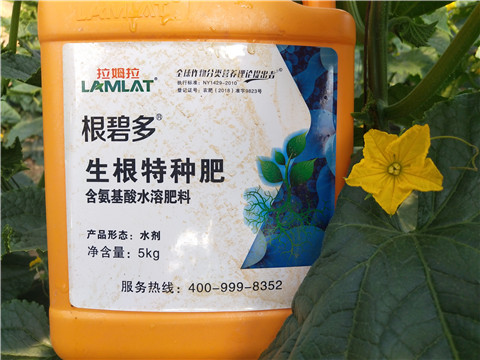 根碧多，拉姆拉