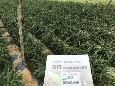 微生物菌劑，翠姆，拉姆拉
