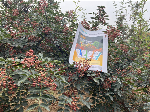 花椒種植，大量元素水溶肥，翠姆
