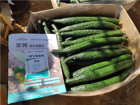 葉面肥，安碧解，除草劑藥害