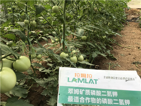 進(jìn)口水溶肥，拉姆拉，翠姆