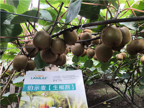 微生物菌劑，生根劑，伯示麥，拉姆拉