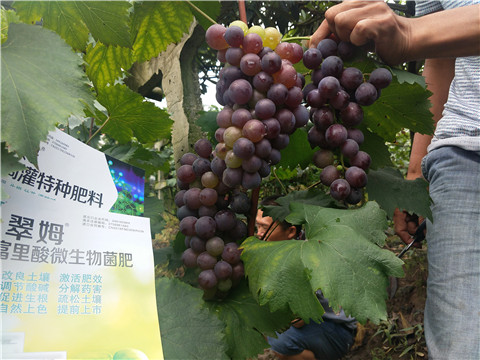 微生物菌劑，拉姆拉，翠姆