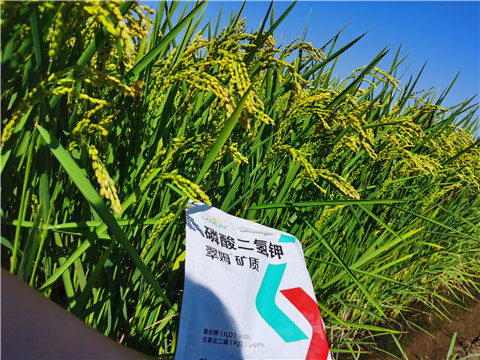 水溶肥，磷酸二氫鉀