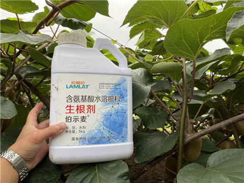 水溶肥，生根劑，微生物菌劑，伯示麥，拉姆拉