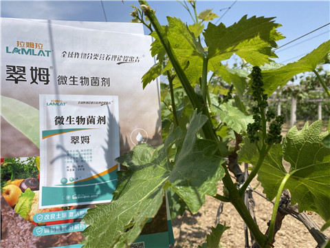 微生物菌劑，拉姆拉，翠姆