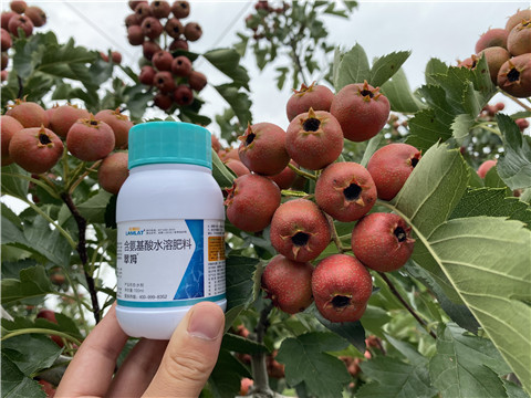 葉面肥，拉姆拉，翠姆
