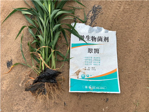 微生物菌劑，拉姆拉，翠姆