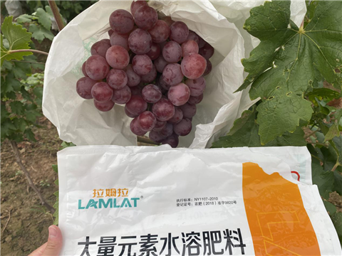 大量元素水溶肥，拉姆拉，翠姆