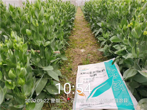 大量元素水溶肥，拉姆拉，翠姆