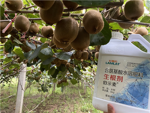 進(jìn)口水溶肥，拉姆拉，伯示麥