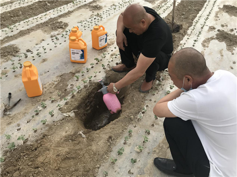 棉花，水溶肥，拉姆拉，翠姆