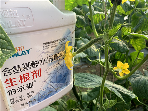 水溶肥，拉姆拉，伯示麥