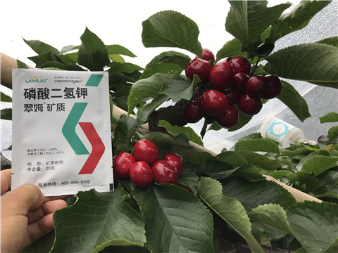 水溶肥，拉姆拉，翠姆