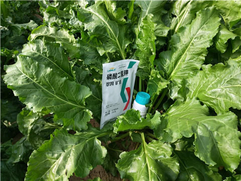 水溶肥，拉姆拉，翠姆