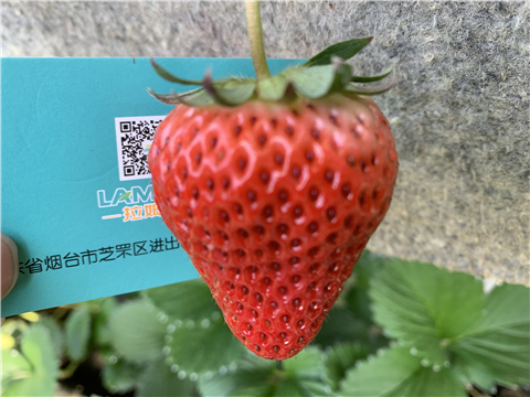 水溶肥，拉姆拉，翠姆