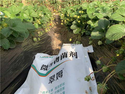 水溶肥，拉姆拉，翠姆