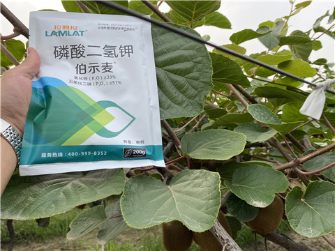 磷酸二氫鉀，拉姆拉，伯示麥
